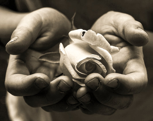 AL_13 Tombstone Royal Rose