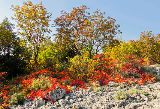 AL_18 Tombstone Karst